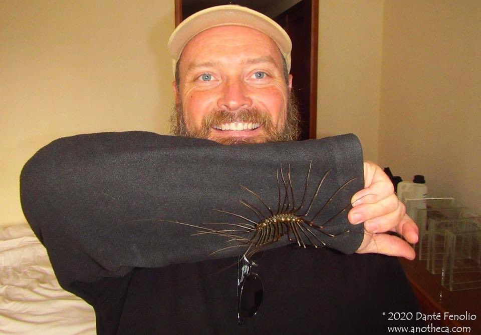 Giant Chinese “House Centipede” from a cave in southern China. We suspect that they eat bats. We know that they eat large wandering spiders.