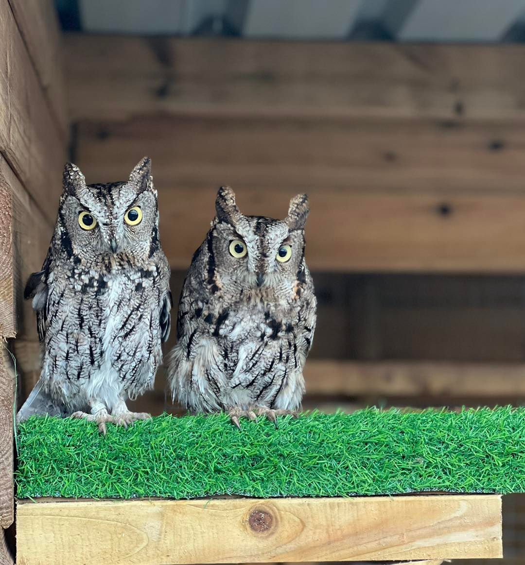 Fact of the week📖 Did you know, Western Screech Owls nest in the cavities of trees? Prior to mating the male will perform a courtship display including bowing and hopping to show off to his female. Males also provide their females with plenty of food before mating. #owls