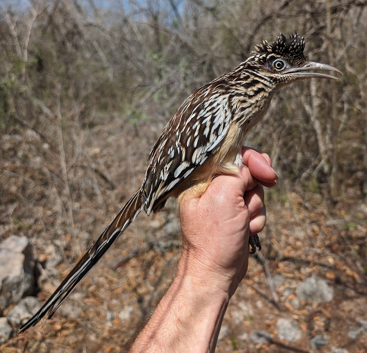 Star bird of the expedition is this incredible Lesser Roadrunner. There was not a Coyote in sight though! It is the first to be ringed at Komchen in Yucatan, Mexico. Meep meep! #birdringing #birdbanding