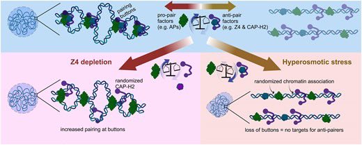 The zinc-finger protein Z4 cooperates with condensin II to regulate somatic chromosome pairing and 3D chromatin organization doi.org/10.1093/nar/gk…