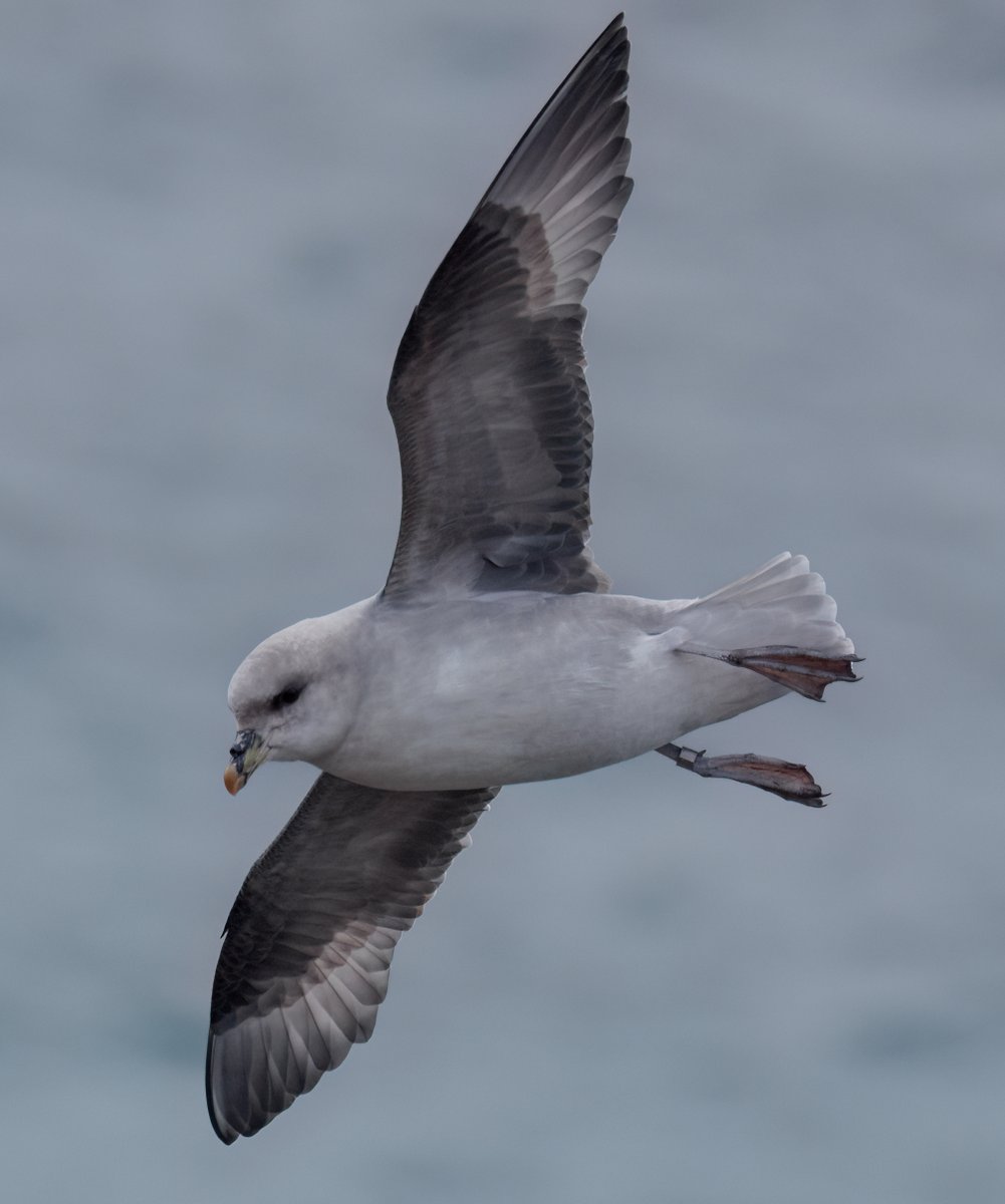 A returning Blue Fulmar @FI_Obs today - ringed last year when it held a cliff ledge on the isle, but failed to attract a mate. Good to see it back - hopefully it has better luck this time!