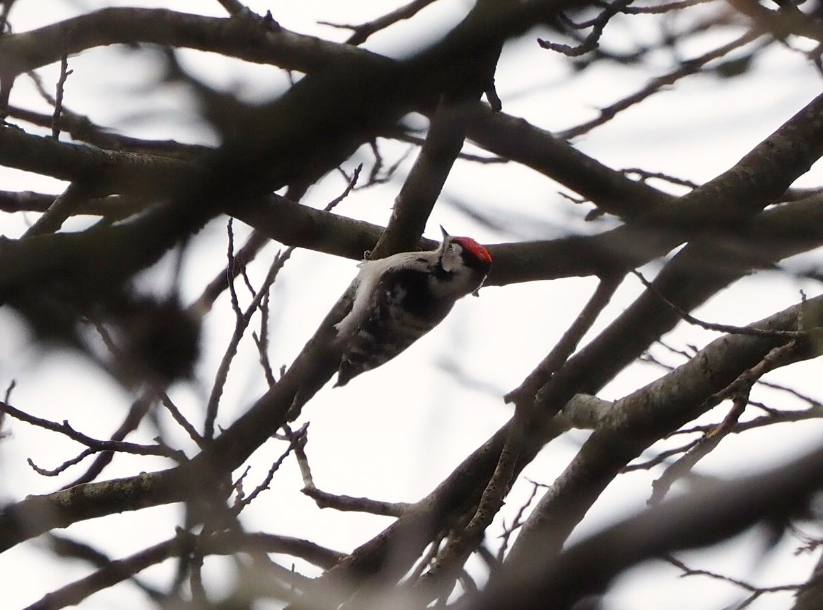 Was absolutely delighted to see and hear my first Lesser Spotted Woodpeckers this morning, in Sussex 🤩 Listened to drumming for half an hour before one appeared amongst the branches. They’re so small!