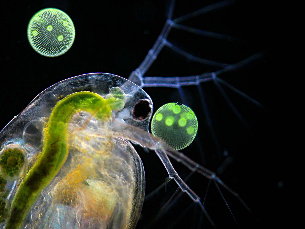 Happy Monday! We're back at work, but the fun isn't over – especially for this water flea from the 2011 #NikonSmallWorld competition! bit.ly/4anpHCR Credit: Dr. Ralf Wagner