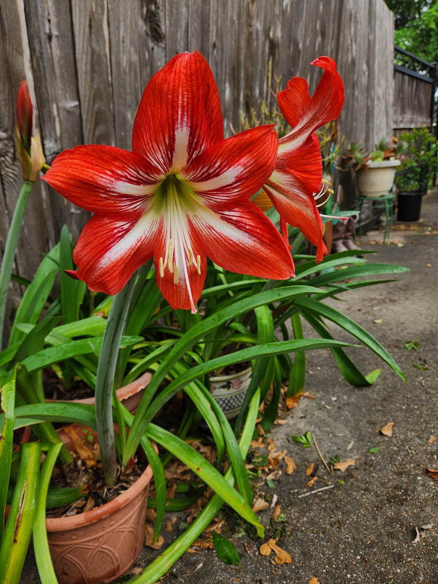 Jakeplus2's tweet image. Easter Lillies are blooming!!