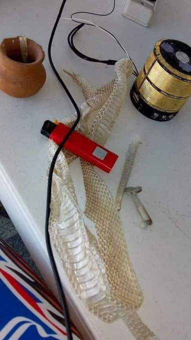 ChapoDoChong's tweet photo. bola na seda é facil kkkk quero ver bola no pele da cobra 😂😂🍁 https://t.co/mW7fJG8cbM
