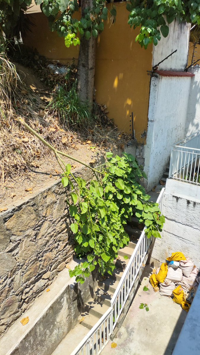 Este árbol se ha ido cayendo poco a poco y además de dañar mi propiedad , pone en riesgo la vida de las personas y mascotas que habitamos la casa, como consecuencia de un vecino irresponsable que se niega a cumplir con su deber <a href="/darwingonzalezp/">Darwin González</a> <a href="/AlcaldiaBaruta/">Alcaldía de Baruta</a> .  1/2