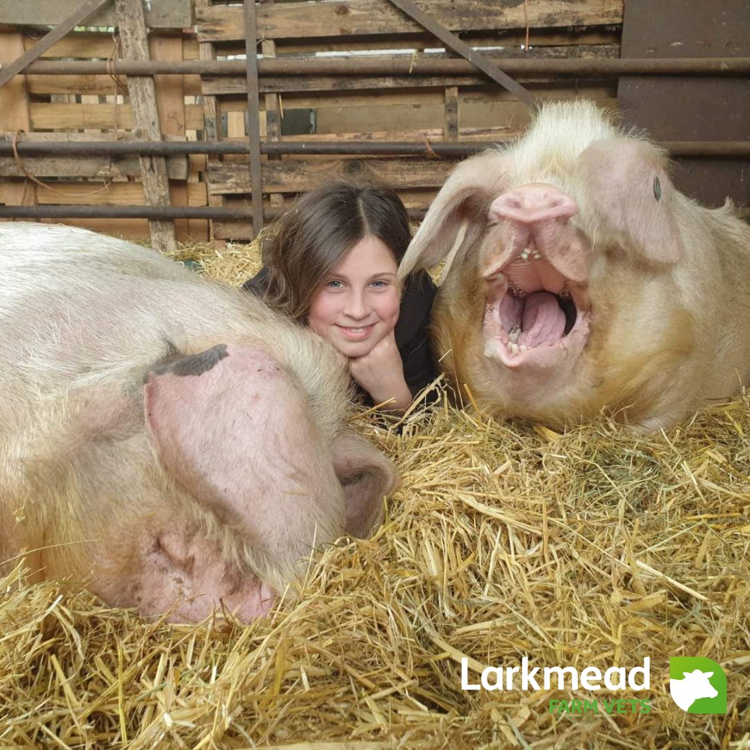 Vet Liz met some of the cuddliest and most amenable pigs ever a few weeks ago.  Beatrix (on the left) needed an injury on her neck checked. The other pig is Harriet who was not going to be left out of the cuddles with Zara.