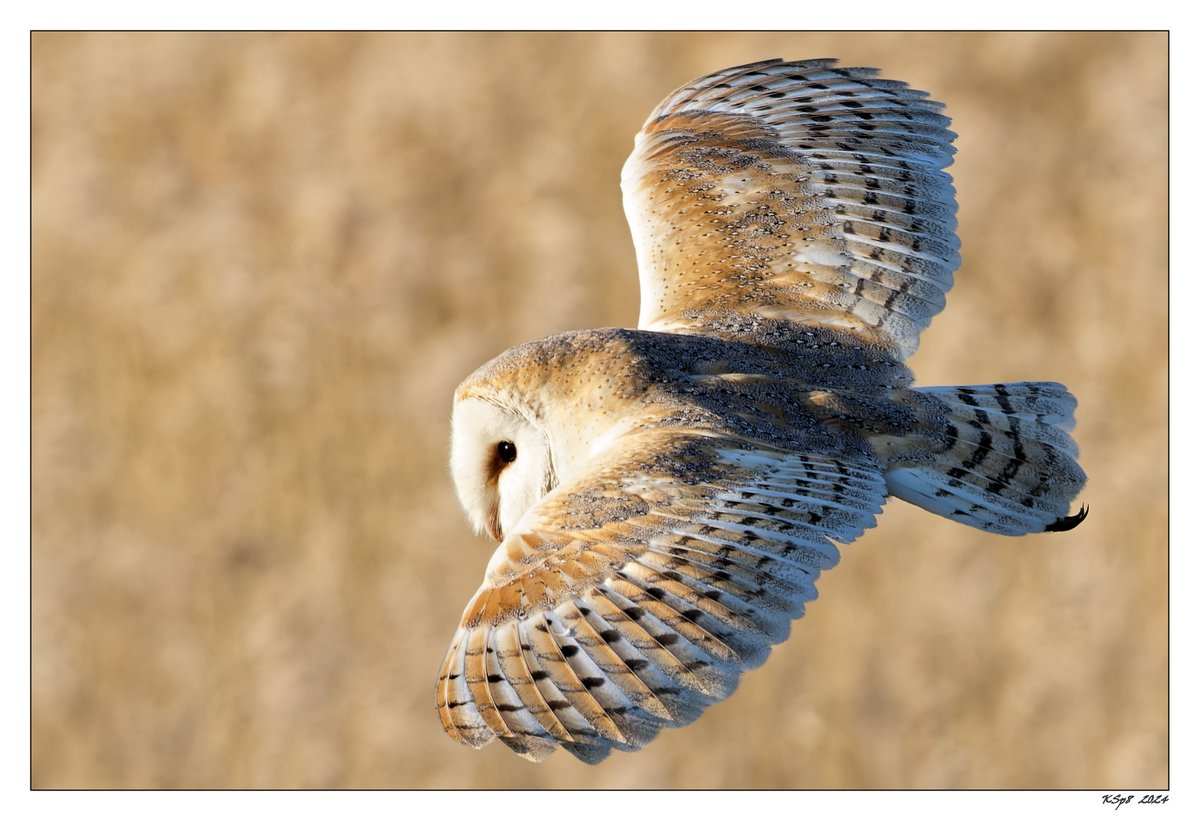 Making most of a rare dry day.
2024.03.24: Barn Owl back &amp; forth from about 4pm at RSPB @_Blacktoft_Sands
#fsprintmonday #appicoftheweek
<a href="/Natures_Voice/">RSPB</a> #BBCWildlifePOTD
<a href="/NatureUK/">NatureUK</a> #BirdsSeenIn2024
<a href="/ThePhotoHour/">#ThePhotoHour</a> #WildlifePhotography
#ethicsbeforeimages
<a href="/UKNikon/">Nikon UK & Ireland</a> 500+#Sigma600+crop