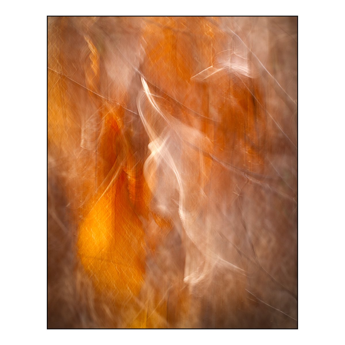 An abstract this week. A shot of last years beech leaves still hanging on even as the new buds are appearing. #sharemondays2024 #fsprintmonday