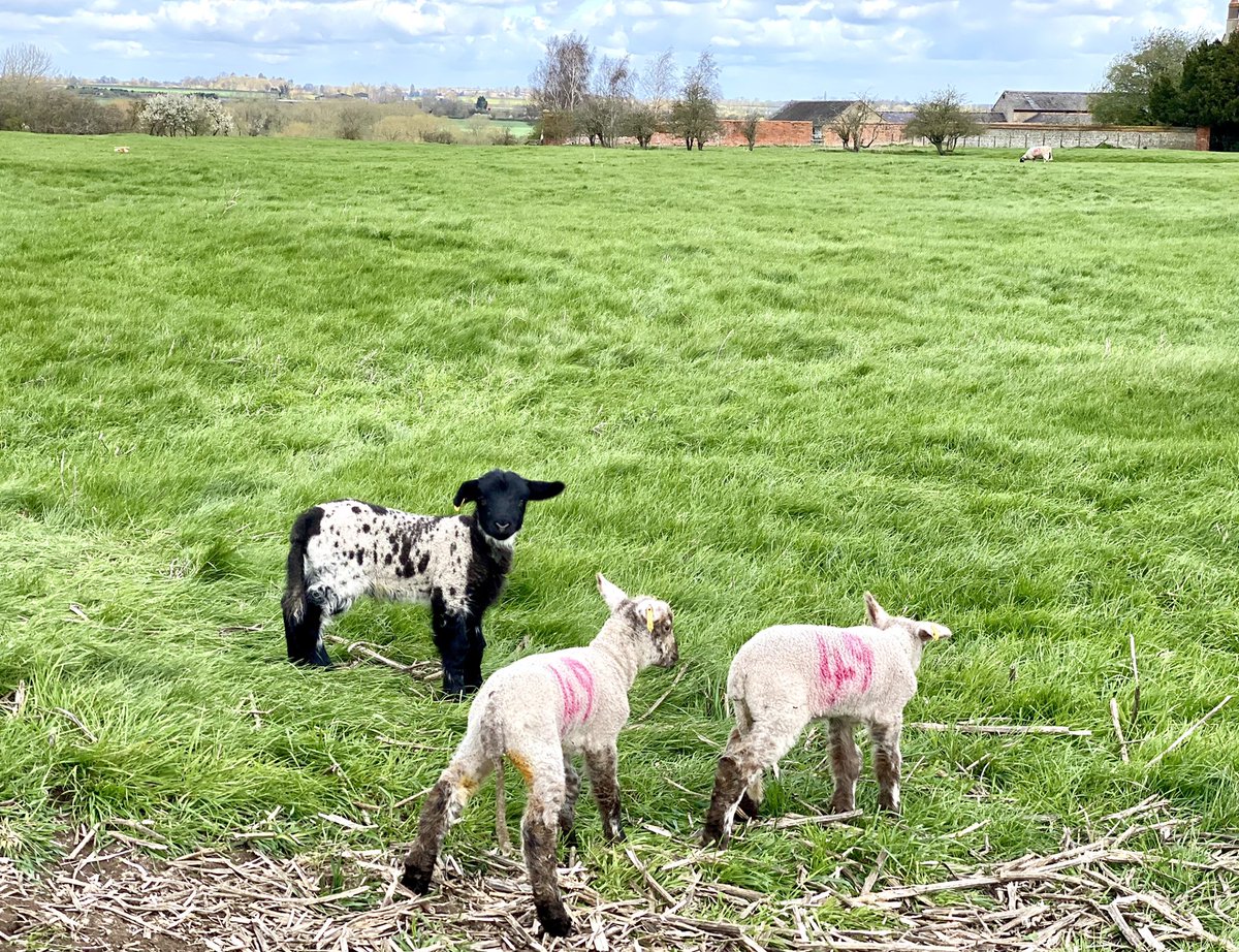 Spring lambs at Manor Farm 🐑 @scenesfromMK @DestinationMK @mkfuturenow @MKCommunityHub @TheParksTrust @My_MiltonKeynes @ourmiltonkeynes