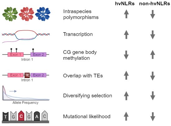 Ksenia Krasileva <a href="/kseniakrasileva/">Ksenia Krasileva</a> and co-workers <a href="/UCBerkeley/">UC Berkeley</a> show that high allelic diversity in #Arabidopsis #NLRs is associated with distinct genomic features.

embopress.org/doi/full/10.10…