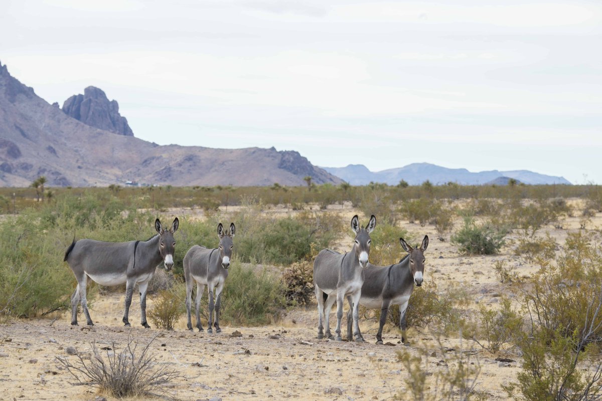 New population estimates released today showed approx. 73,520 wild horses and burros roaming BLM public lands, a marked decrease in overpopulation compared to last year. Get the full story ➡ blm.gov/press-release/…