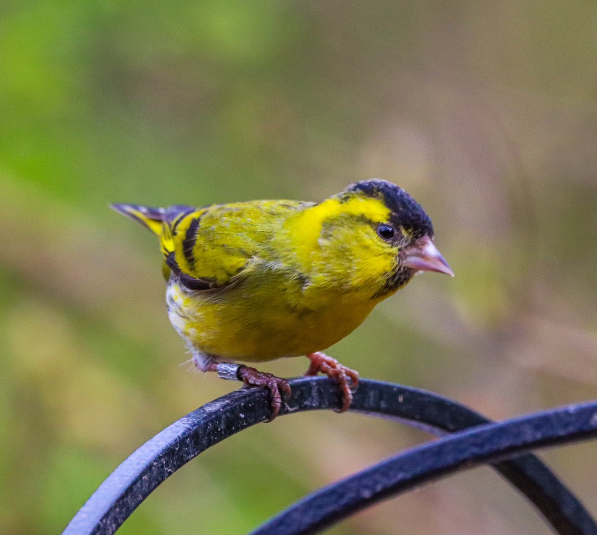 GlosBirdSpotter tweet picture