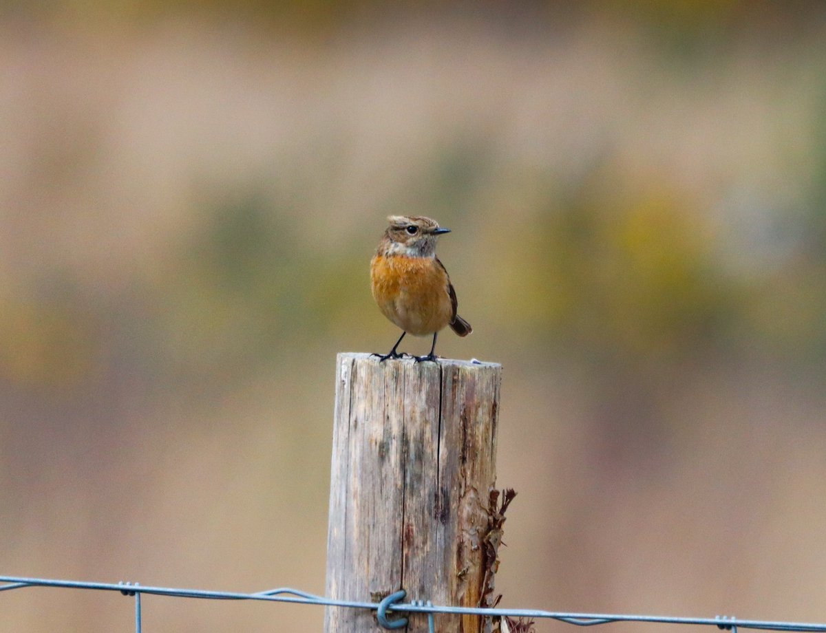 GlosBirdSpotter tweet picture