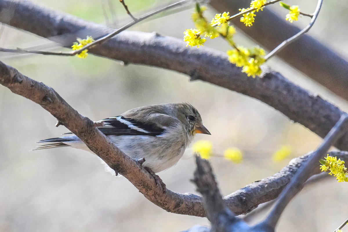 gigi_nyc's tweet image. An American goldfinch and some Cornelian cherry dogwood blossoms, at the Central Park ramble yesterday. #americangoldfinch #signsofspringNYC