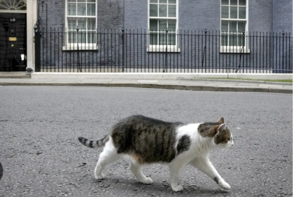 #LarryTheCat
If you can't beat them, join them. 
I resign. 
#C4News