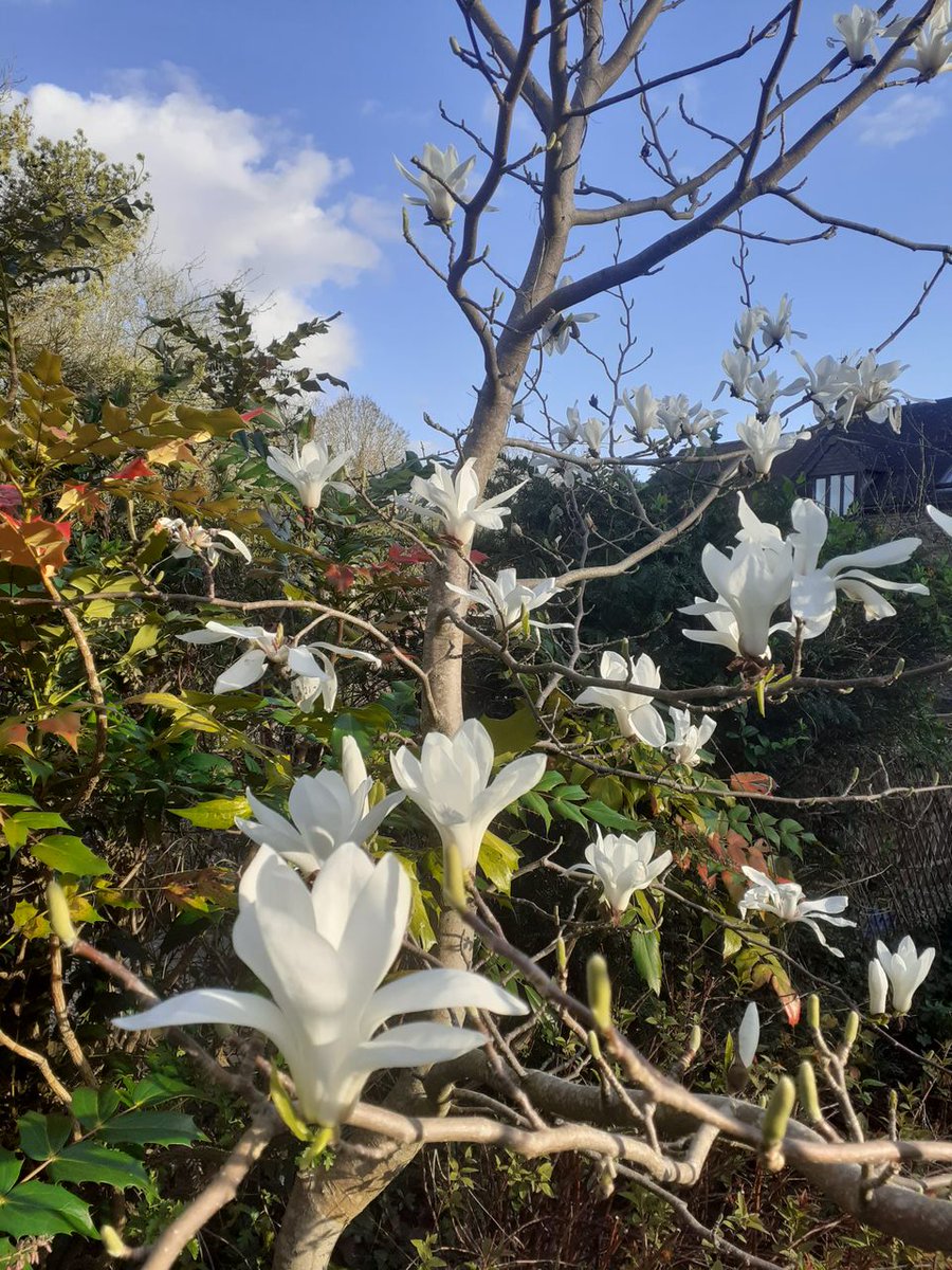 I'm really enjoying the Magnolias at the mo. #Gardenshour #MyGarden #flowers #gardening #Spring