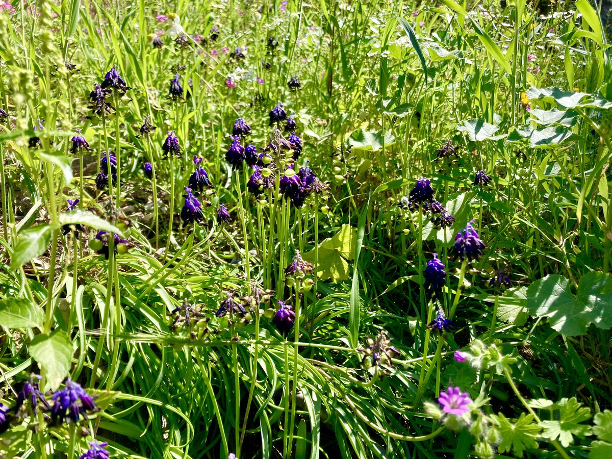 ben89661370's tweet image. I really needed #spring #wildflowers