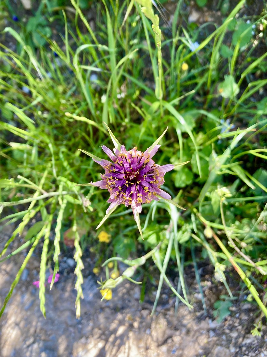 ben89661370's tweet image. I really needed #spring #wildflowers