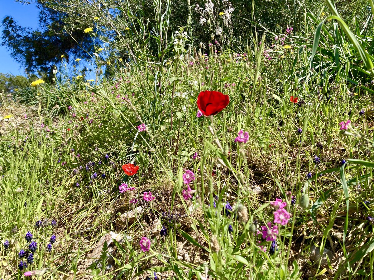 ben89661370's tweet image. I really needed #spring #wildflowers