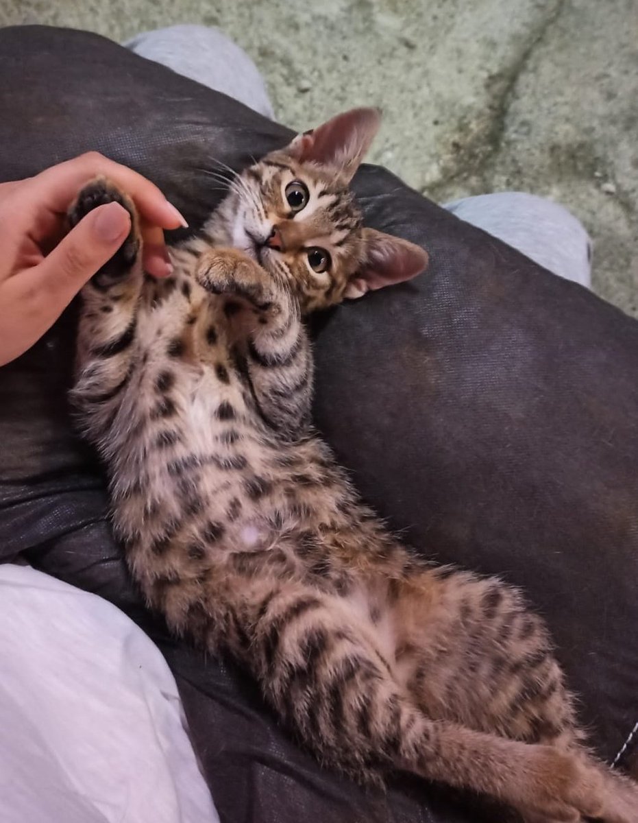 Tosbikin  ilanını görmekten sıkıldınız biliyorum. Ama gerçekten başka çaremiz yok. Kısırlaştırma ameliyatı  için son 33 kişinin desteğine ihtiyacımız var. İlanımız çevremiz dışına çıkmıyor. Sizden isteğimiz destek olamıyorsanız dahi paylaşmanız. Paylaşabilir misiniz 😔🥺