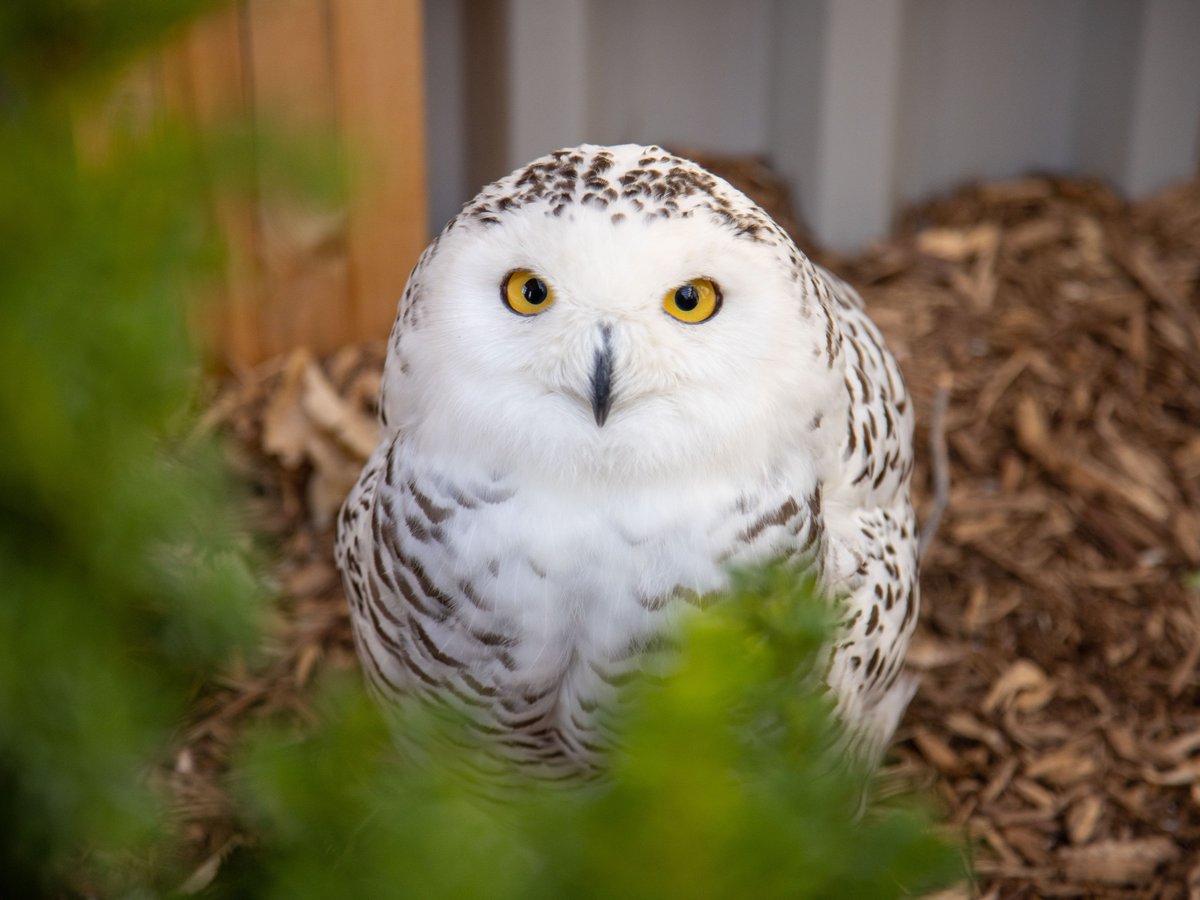 MuseumofNature's tweet image. Easter Long Weekend Alert! The museum will be open Friday through Monday, March 29th – April 1st, from 9:30 AM to 4:00 PM!

This is your last chance to visit our Owls Rendez-vous. Great way to spend a family weekend! Tickets available here: nature.ca/en/ 

#OpenHours