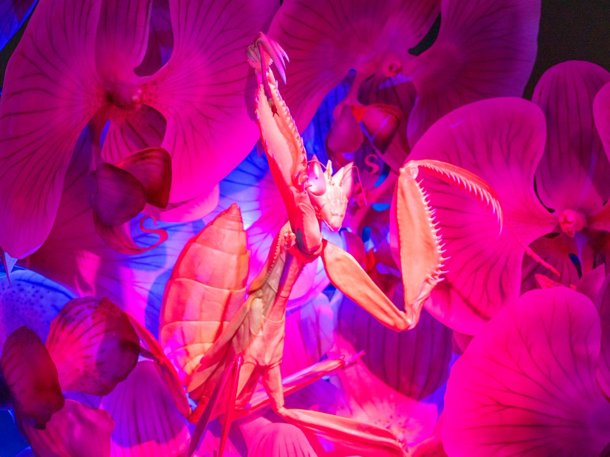 MuseumofNature's tweet image. Easter Long Weekend Alert! The museum will be open Friday through Monday, March 29th – April 1st, from 9:30 AM to 4:00 PM!

This is your last chance to visit our Owls Rendez-vous. Great way to spend a family weekend! Tickets available here: nature.ca/en/ 

#OpenHours