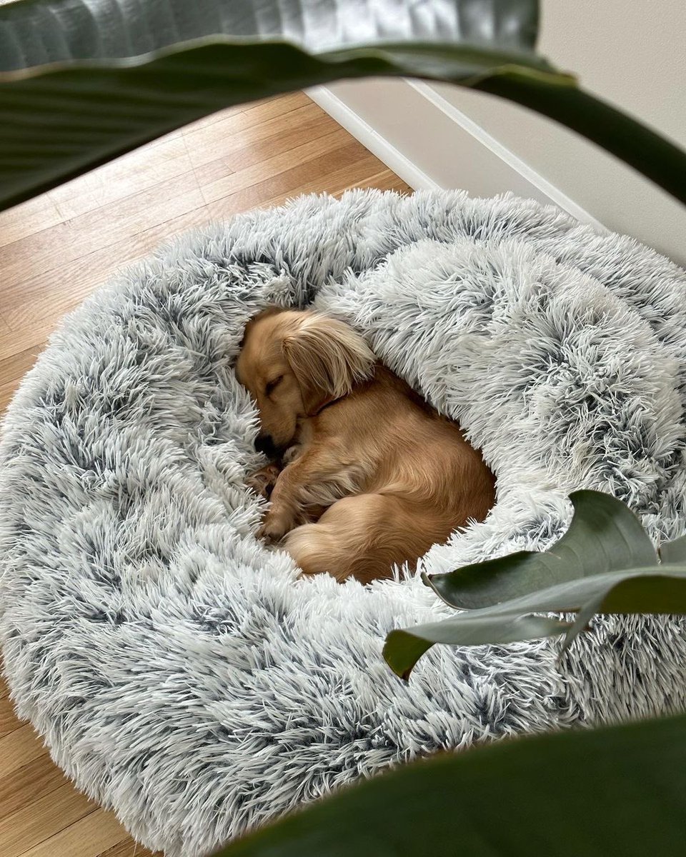 dog_rates's tweet image. This is Phoebe. She's a very sleepy girl with a very cozy bed. A match made in heaven. 12/10 (IG: mini.weenie.phoebe)