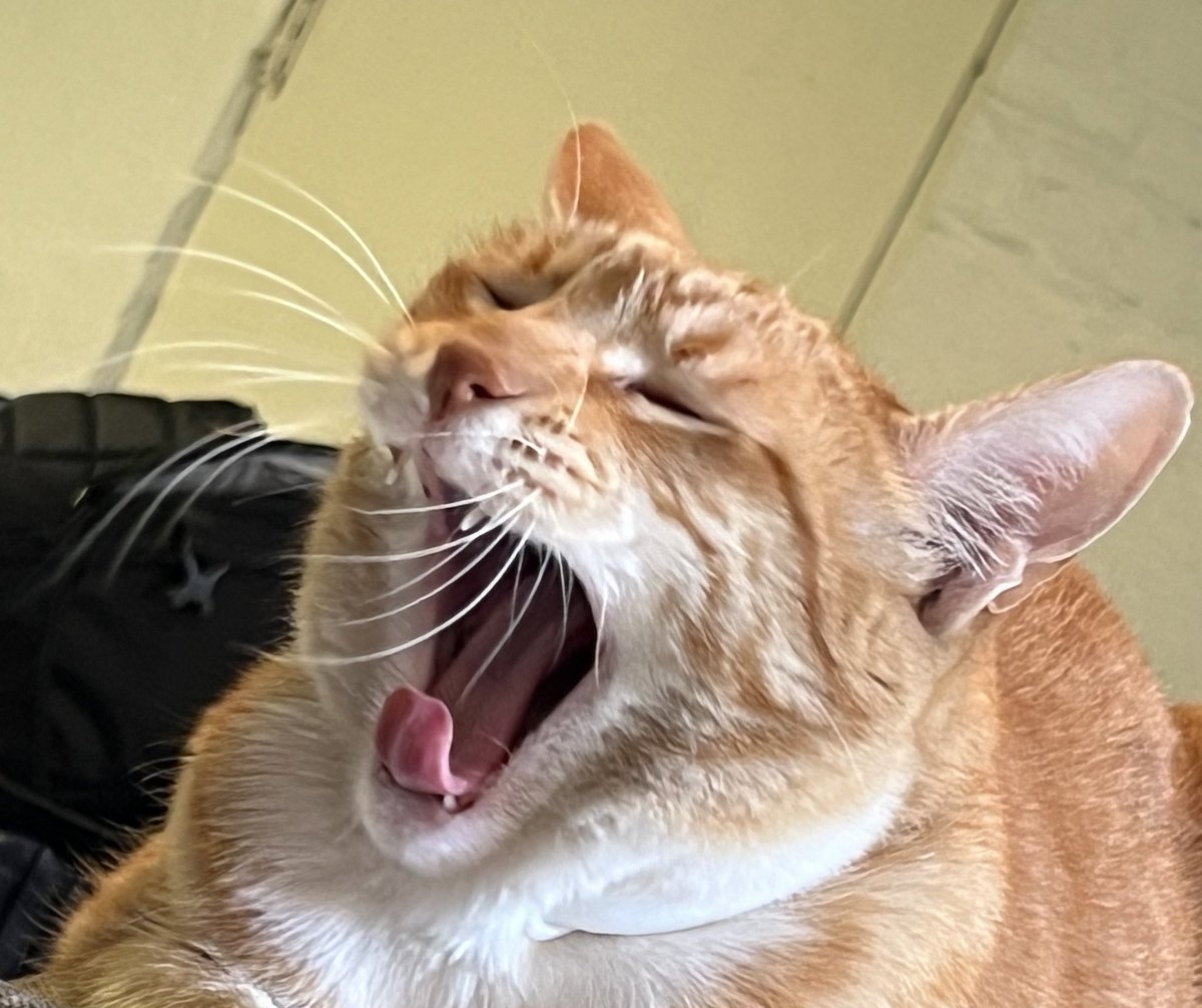 Jorts (and Jean) tweet media