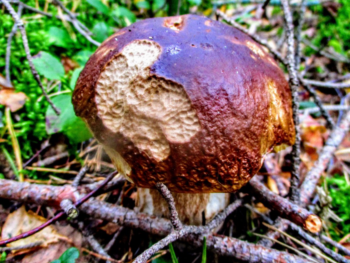 #boletusedulis #porcini #pennybun #fungi #mushrooms #photography