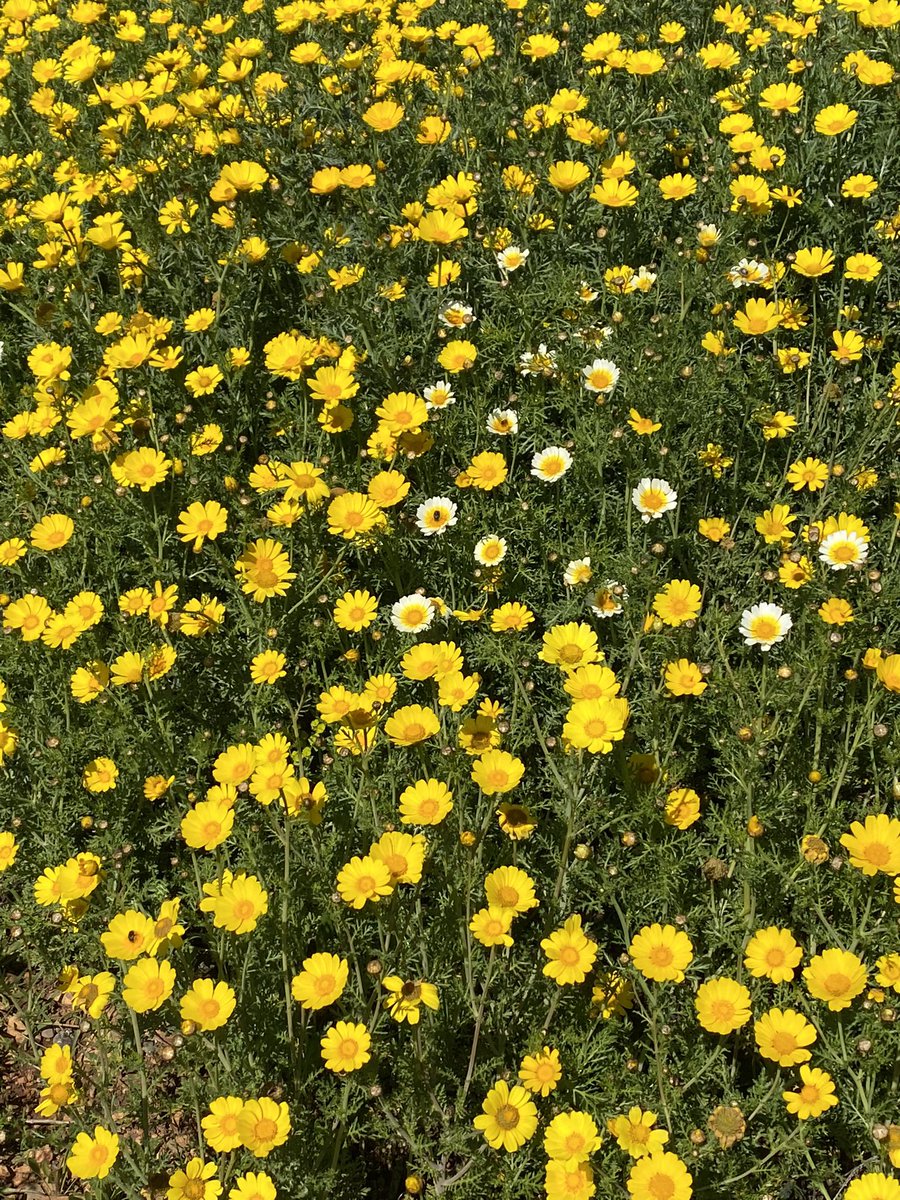 blue angulo (hunger games era) tweet media