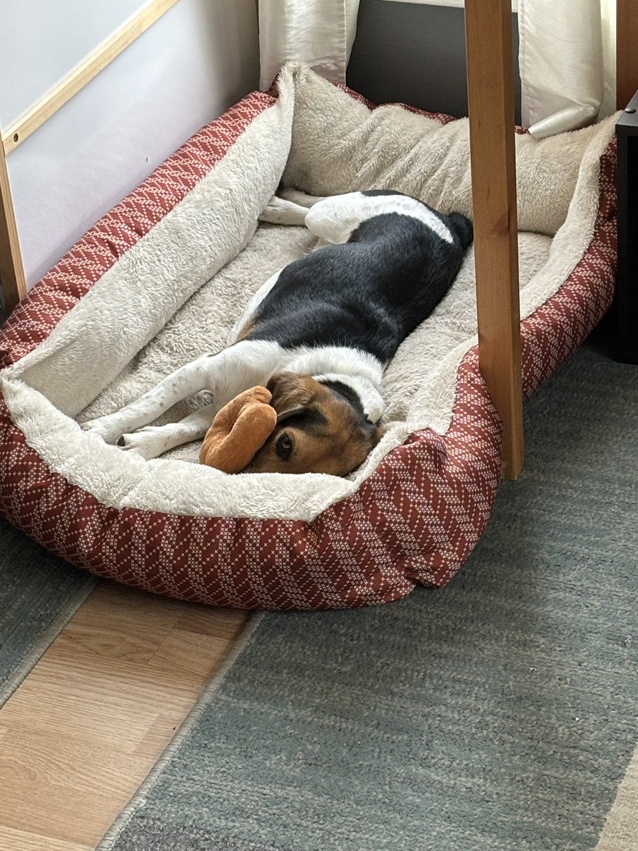 My current mood on this rainy Monday!🐶🌧️ #beaglefacts #Beagle #dogs #dogcommunity #dogsarefamily #rescuedog #RainyDay #MondayBlues #MondayMood