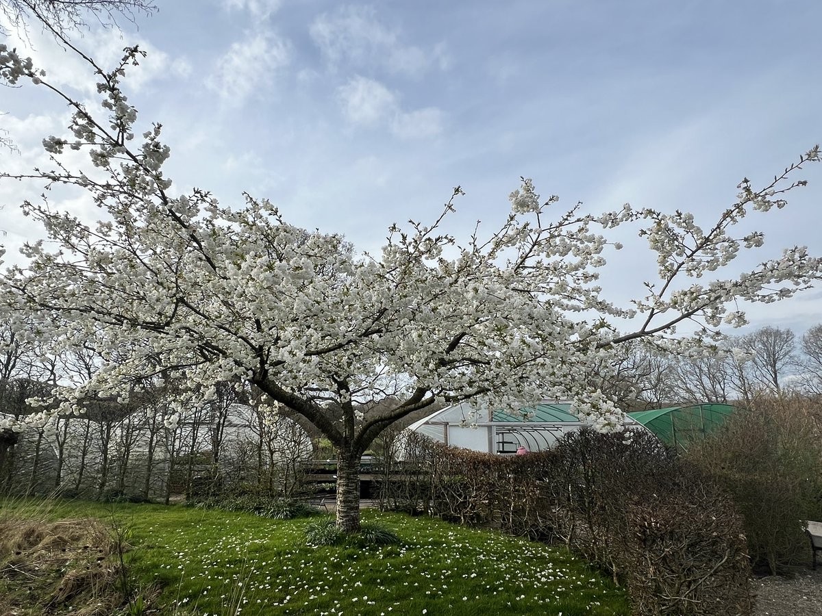 Prunus love 🤍 
#cherryblossom #prunus #plantnursery #sussexgardens #gardensofsussex #springgarden #spring #pelhamplants #pelhamplantsnursery