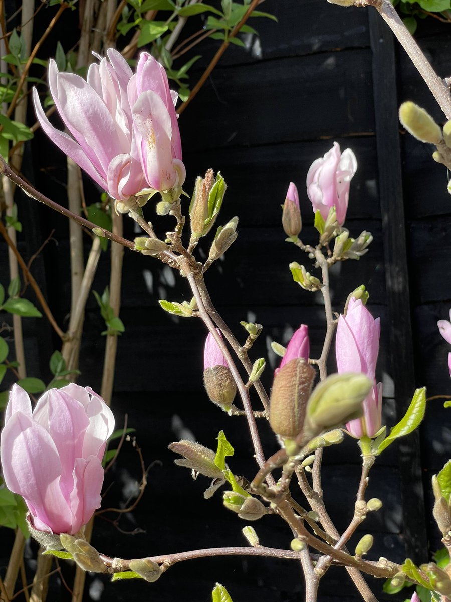 Marvellous, magnificent, mesmerising magnolias #Spring2024 #springpetals #magnolias #GardeingX
