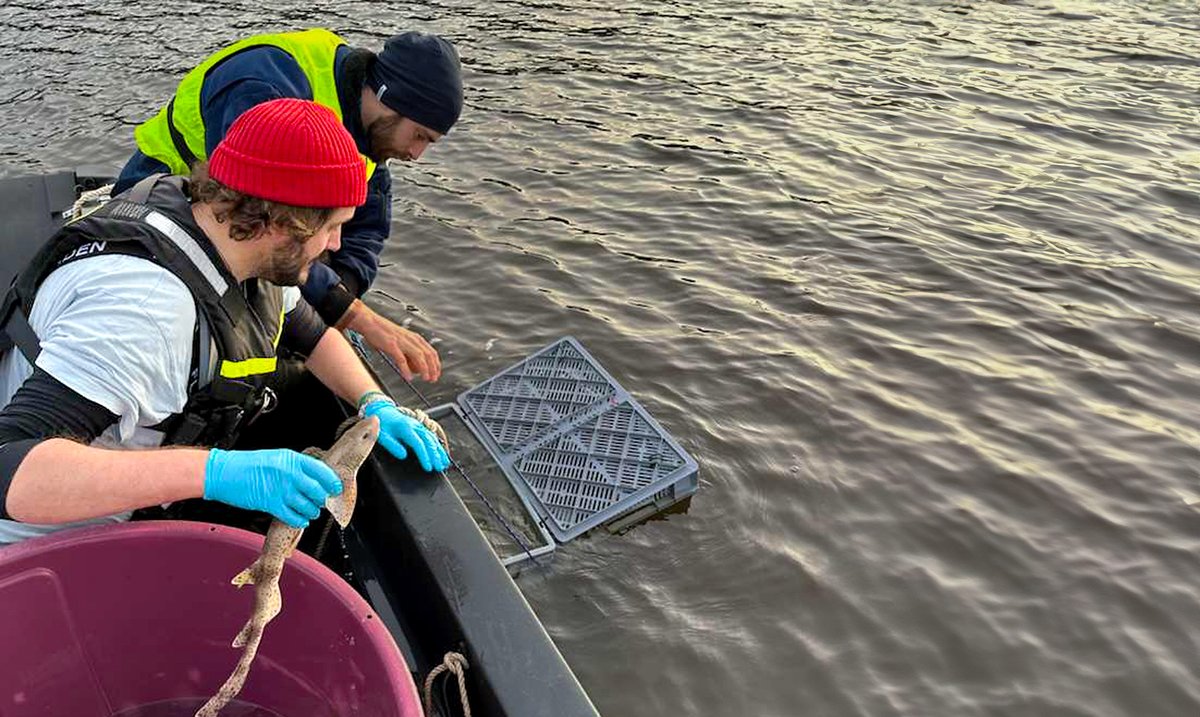 Petter Lundberg, a postdoc at @_SLU, has been helping coordinate and maintain telemetry studies for marine species—including the Greenland shark, spiny dogfish and bluefin tuna—in coastal and open-sea areas. Read more: bit.ly/4cslxLd