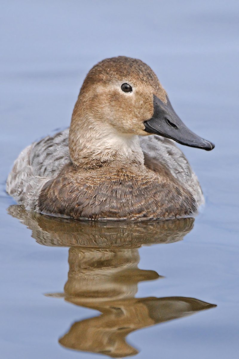 Female Canvasback. #birdwatching #birds #birding #photography #birdphotography #nature #MallardMonday