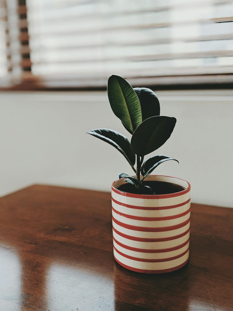 ForPlantsCo's tweet photo. Ready to become a Plant Parent?

Dive into the fascinating journey of plant ownership with our latest guide. Discover the countless benefits of having a plant, how to choose the perfect one for you, and the basics of plant care. 

https://t.co/XovLj7Pys9 https://t.co/eSavd3JNGE