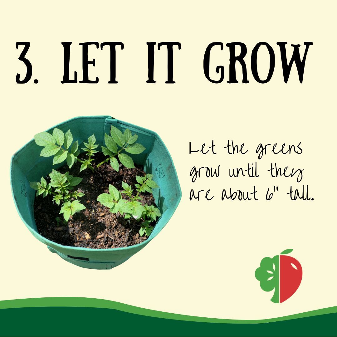 You might be able to grow more potatoes if your store-bought spuds have become duds. Stores potatoes are often sprayed with anti-growth solutions, but it's worth a try (at worst, you'd be returning nutrients to the soil!)  Check out buff.ly/43x4UtG
 for a planting guide.