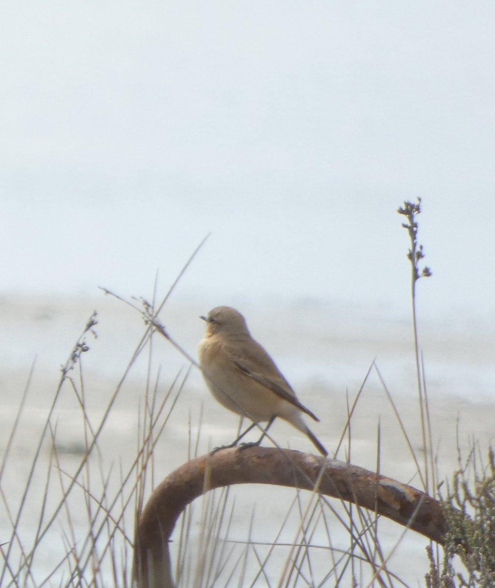 Cretzschmar's Bunting, Corn Bunting, Great Spotted Cuckoo and Isabilline Wheatear 😊👌Cyprus epic birding island.