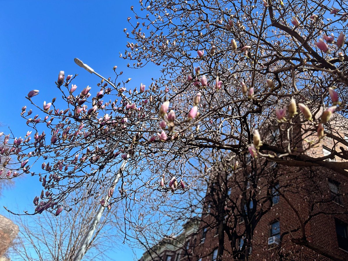 #oceanavenue #ditmaspark #Brooklyn #NewYorkCity #CherryBlossoms #SAKURA #Spring2024 #nature #NaturePhotograhpy #naturelovers #streetstyle #streetphotography #cityscape #CityofDreams #photooftheday #newyorkstateofmind #brooklynphotography