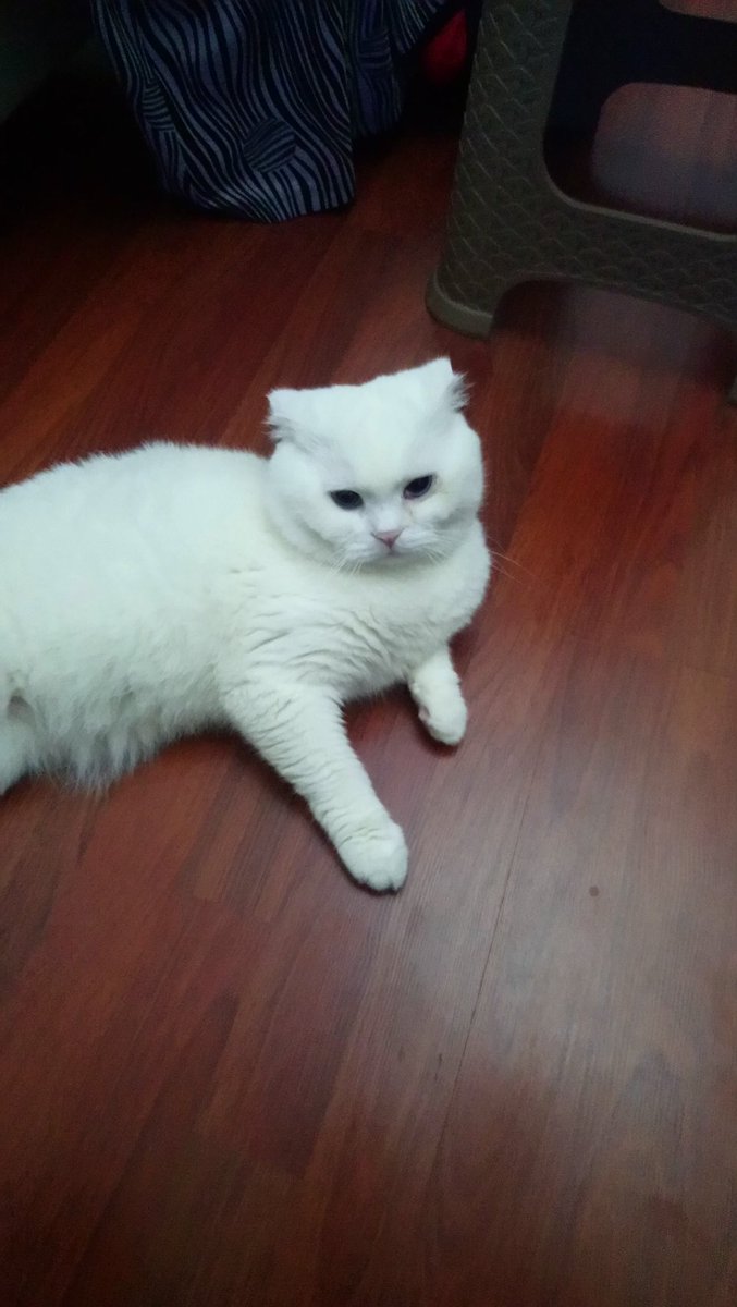 Benim pamuk tontişim