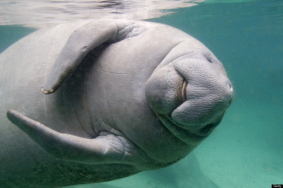 Imagine riding your little houseboat down the clear canals of utopian Cape Coral, and a sweet, docile Manatee swims under your boat. You're in heaven.