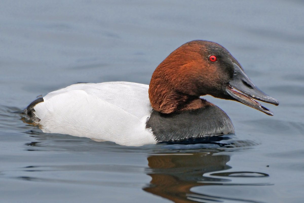 Canvasback. #birdwatching #birds #birding #photography #birdphotography #nature #MallardMonday