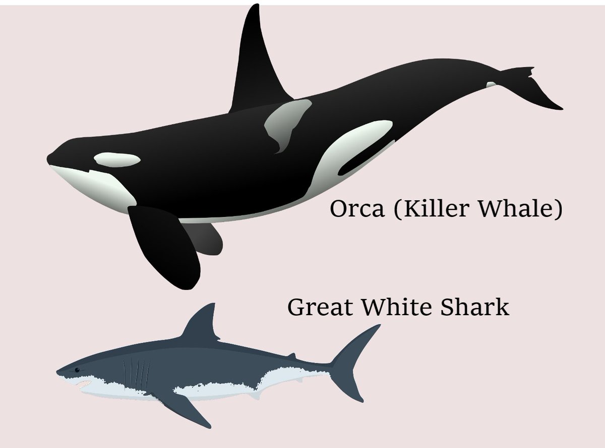 Rainmaker1973 The Great White Shark has no chance against the Orca. Orca vs  Great White Shark length comparison., image size:1200x890