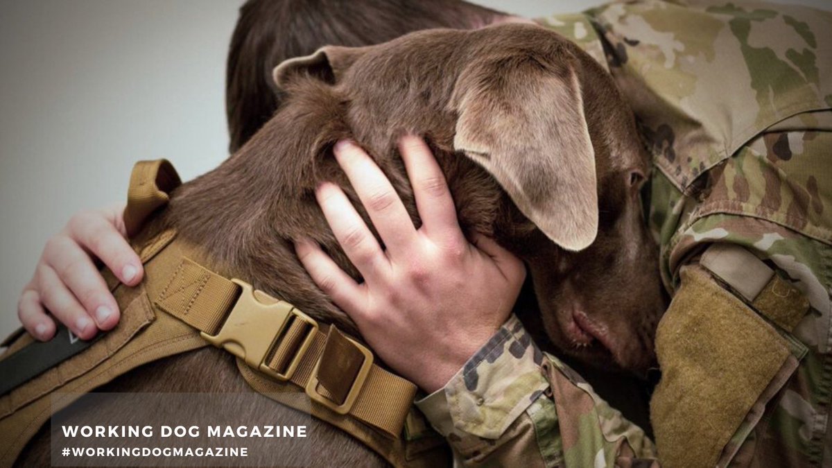 MILITARY MONDAY⁣ ⁣ “Heroism doesn’t always happen in a burst of glory. Sometimes small triumphs and large hearts change the course of history.” ⁣ ⁣⁣⁣ you deserve a trusted source ⁣ #stlouis #workingdogmagazine #dog #military #mwd ⁣workingdogmagazine.com