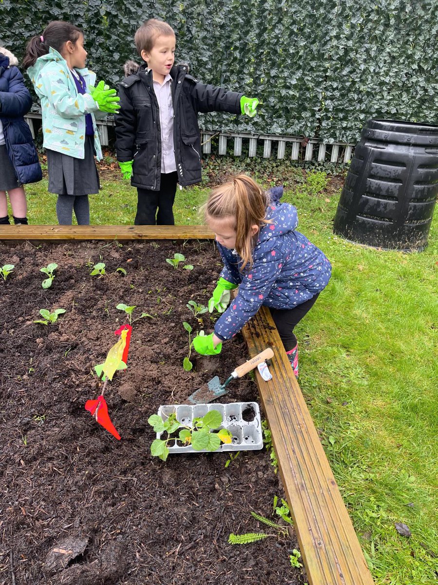 Miss Lee and the children have been busy today planting our vegetable patch! They planted carrots, sprouts, onions and some cabbages! 🥕🧅🥬 Tomorrow we are going to plant some potatoes in our grow sacks! #BWPscience #BWPenrich