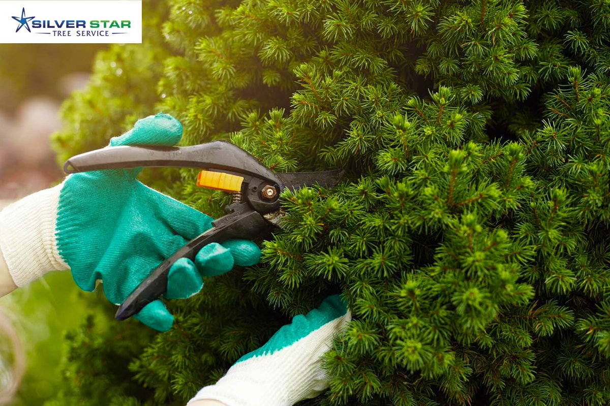 SilverStarTree1's tweet image. Pruning and Trimming!
Now is the time for winter pruning and trimming and to prepare your trees for spring growth. To shape and manage your trees properly, give us a call for a free no-obligation estimate.

zcu.io/x2PB
#silverstartreeservice
#vernontreeservice