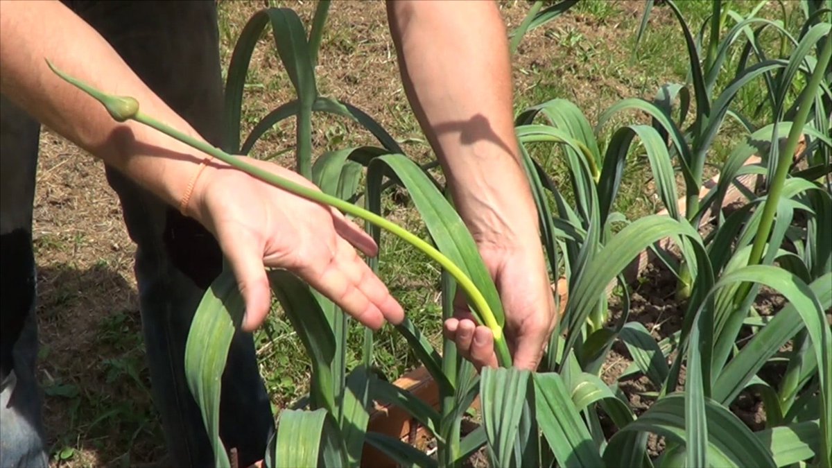 VonFonay's tweet photo. Ajo ya formando cabezas en #HuertaUrbana . Es delicioso hacer Pesto usando los tallos florales del ajo. Conocido en Estados Unidos como "Garlic Scape Pesto". con @SouthOrganics https://t.co/Lzpbysw7qT