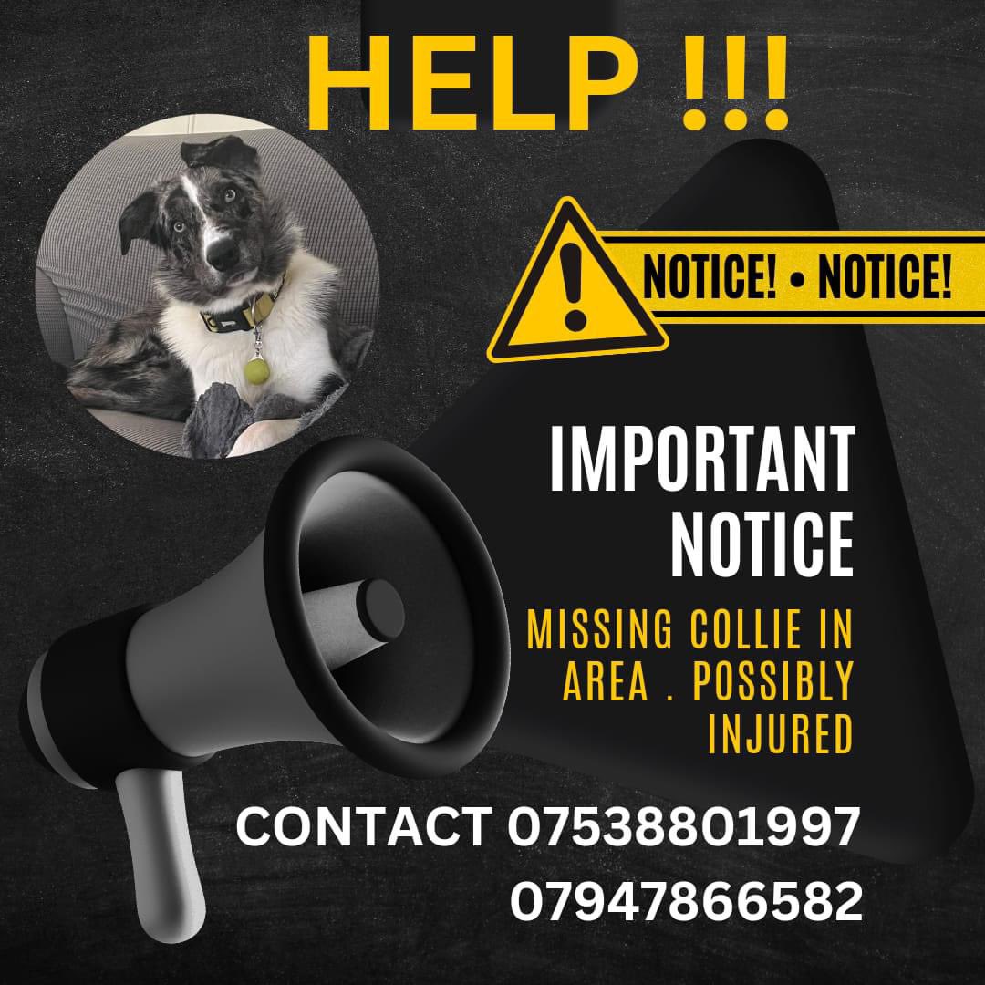 #findingRemy 
Missing #NorthYorkshire #Welburn 18/3/24 
HE WAS HIT BY CAR IN #Bulmer HE GOT UP AND RAN OFF 
HOW INJURED IS HE? We don’t know 
HE NEEDS FINDING FAST 
CAN YOU HELP 
<a href="/BulmerBrickTile/">Bulmer Brick & Tile</a> <a href="/bulmerestates/">bulmer estates</a> <a href="/BulmerHall95898/">Bulmer Hall</a> <a href="/BulmerLeisure/">Bulmer Leisure Holiday Parks</a> <a href="/bs2510/">beth</a> <a href="/WittmanHelga/">hel wittman</a> <a href="/MsTKIndeed/">TK</a>