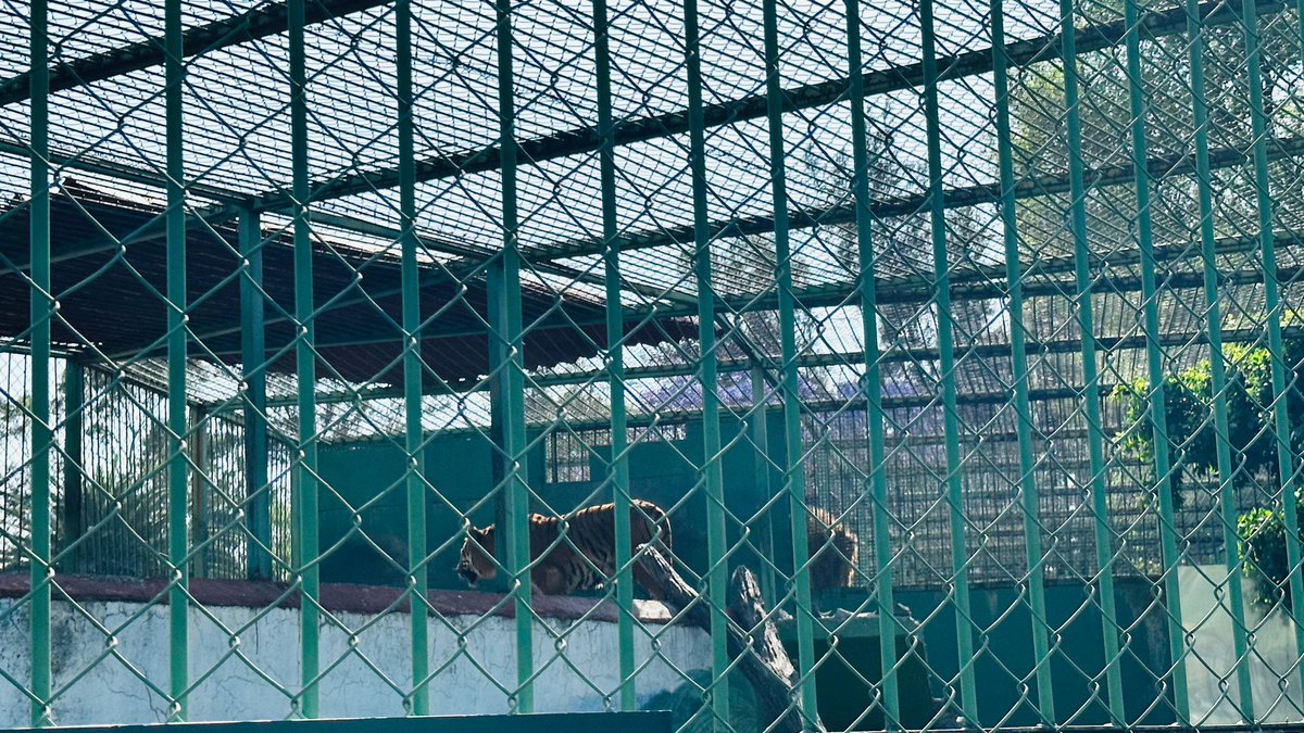 Alberto_Rubio's tweet image. Urge salvar el Parque del Pueblo de #Neza

Los animales del zoológico ubicado en el Estado de México están en total abandono, desnutridos y en condiciones no óptimas de acuerdo a su hábitat. 

Hay señalamientos que indican que deben estar en un ambiente adecuado, podemos ver la…